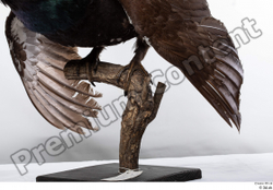 Leg Bird Animal photo references